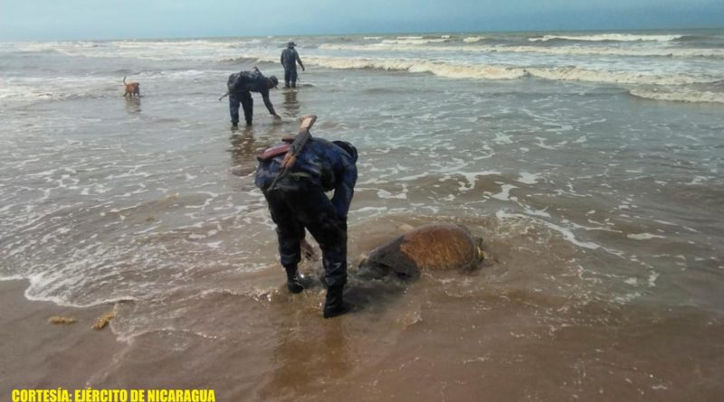 Ejército de Nicaragua ocupa y libera tortugas verdes en la Costa Caribe Sur