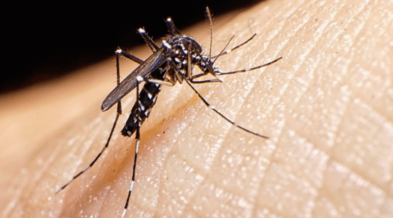 Mosquito transmisor del dengue