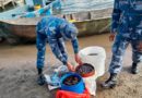Ejército de Nicaragua ocupó pepino de mar en Laguna de Perlas, Costa Caribe Sur