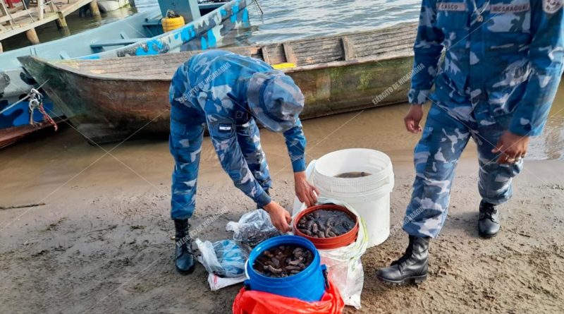 Ejército de Nicaragua ocupó pepino de mar en Laguna de Perlas, Costa Caribe Sur