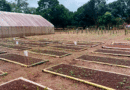 Campos de siembra de frutas en Masatepe
