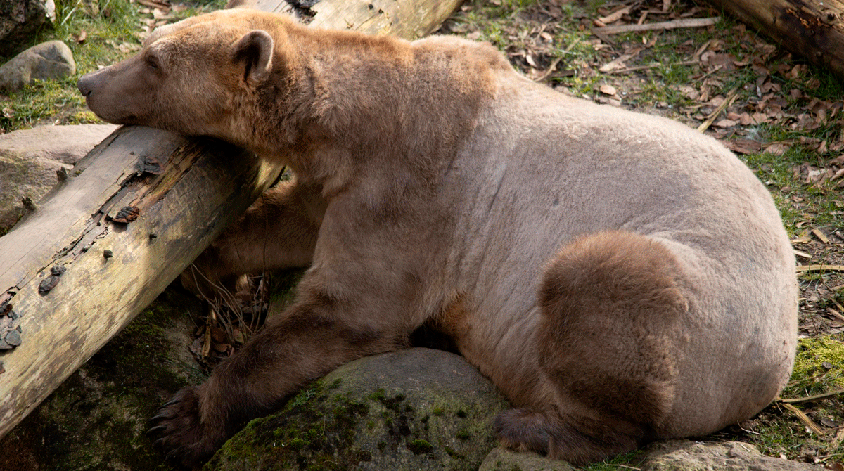 Este es el oso Grolar, una especie híbrida provocada por el cambio climático