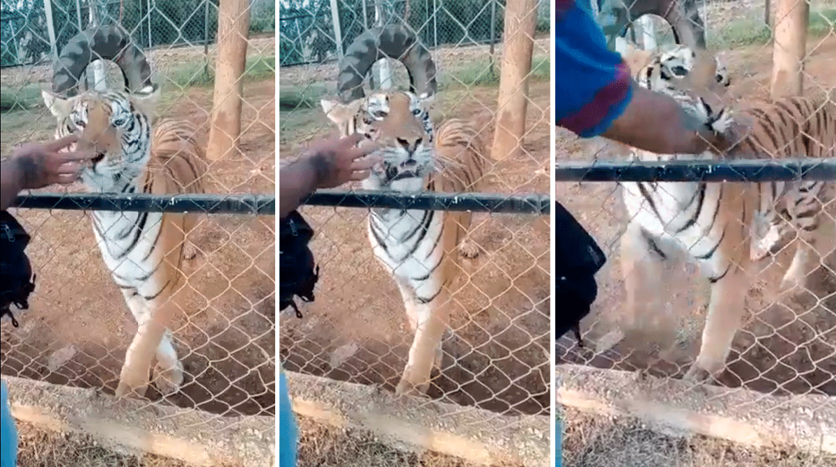 (Más Videos) Un tigre en México ataca a un hombre y le provoca heridas mortales