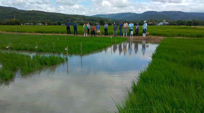 Presentación nueva variedad de arroz de riego