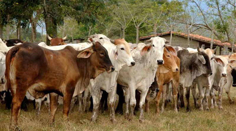 ganado bovino, nicaragua, inta,