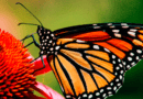 mariposa monarca, extinción, méxico, estados unidos