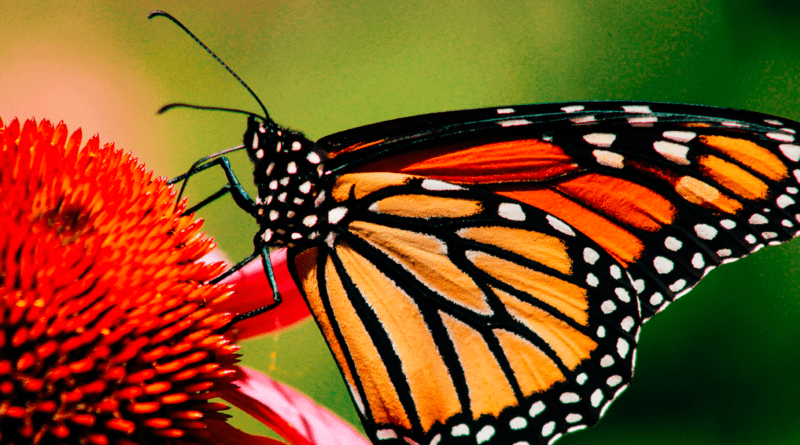 mariposa monarca, extinción, méxico, estados unidos