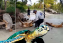 tortuga caguama, recascate, video, tiktok, redes sociales, tendencia, viral