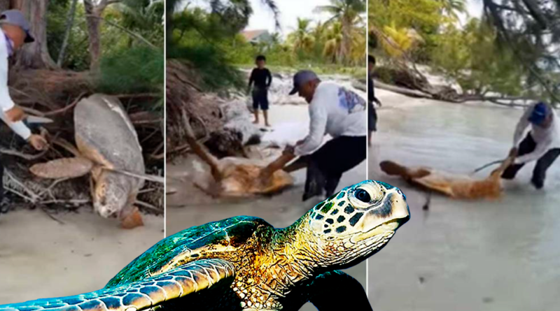 tortuga caguama, recascate, video, tiktok, redes sociales, tendencia, viral