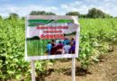 Nueva variedad de ajonjolí “Negro Ometepe” presentada por el INTA a productores de Managua y Masaya