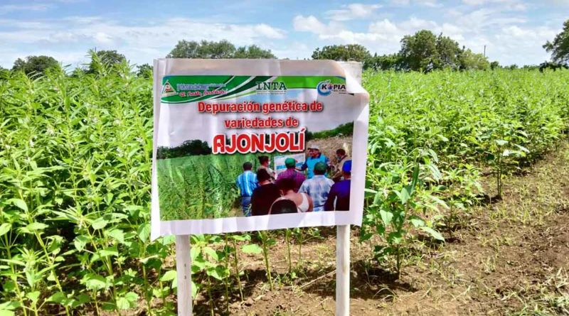 Nueva variedad de ajonjolí “Negro Ometepe” presentada por el INTA a productores de Managua y Masaya