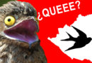 animal, veloz, murciélago, águila, halcón