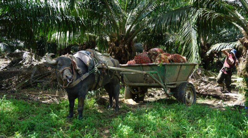 Nicaragua conoce experiencia del uso del búfalo de agua para producción de palma africana