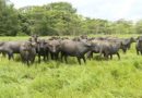 Búfalos en Nicaragua