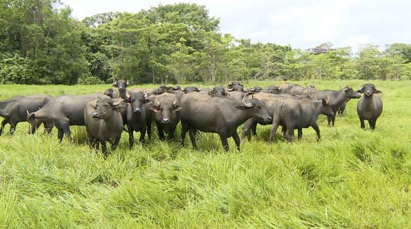 Búfalos en Nicaragua