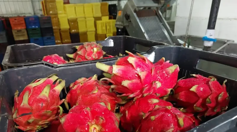 pitahaya, frutas tri¡opicales, exportacion nicaragua,