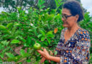 Protagonista participando del taller de tecnología para el incremento de la productividad de la guayaba, realizado por el INTA.
