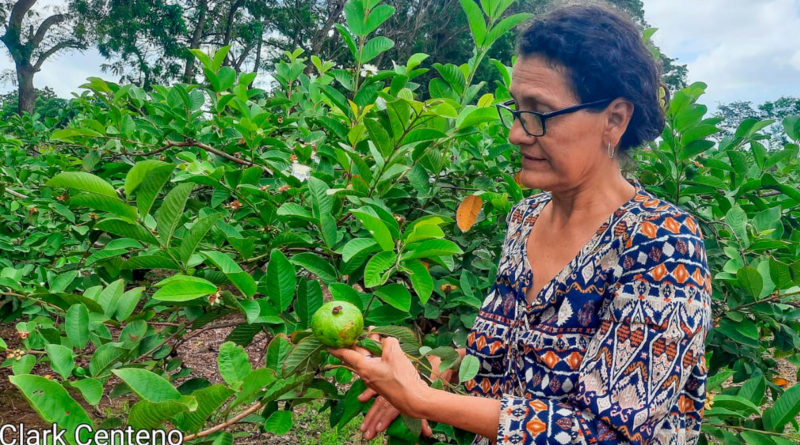 Protagonista participando del taller de tecnología para el incremento de la productividad de la guayaba, realizado por el INTA.