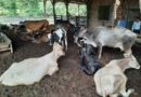 Ganado descansando en un corral en Juigalpa, Chontales
