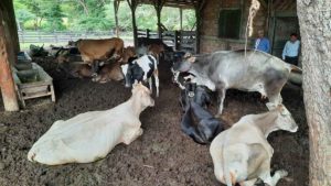 Ganado descansando en un corral en Juigalpa, Chontales