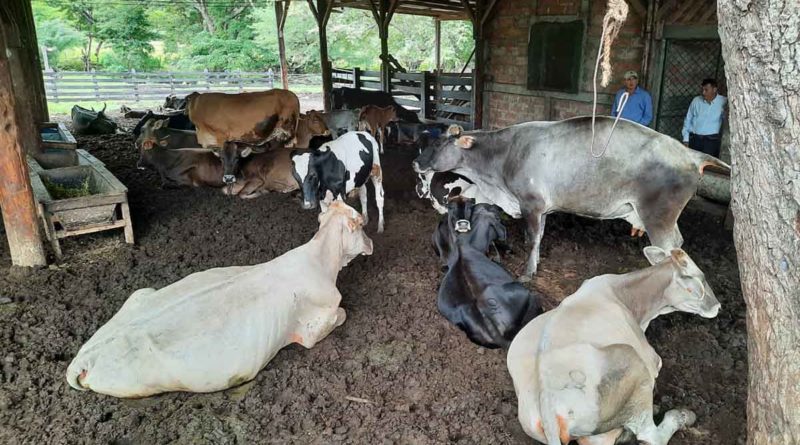 Ganado descansando en un corral en Juigalpa, Chontales