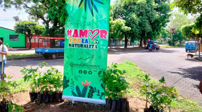 Diferentes plantas de árboles que se sembraron en la jornada de reforestación realizada en el Barrio Pedro Joaquín Chamorro.