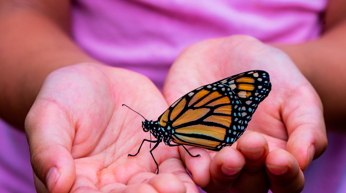 mariposa monarca, extinción, mexico, migracion