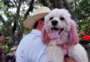 jornada vacunacion, vacunacion canina, ministerio salud, minsa,