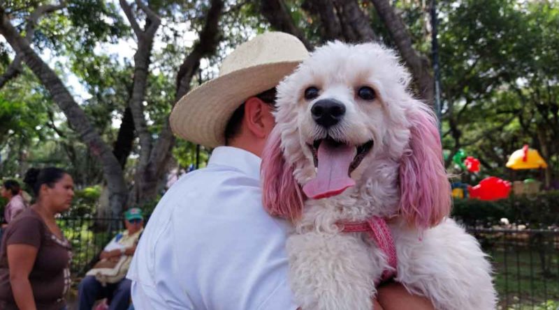 jornada vacunacion, vacunacion canina, ministerio salud, minsa,