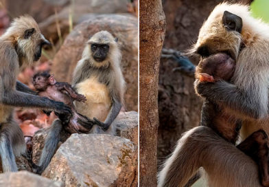 Foto cortesía/ Padres monos langures grises con su recién nacido.