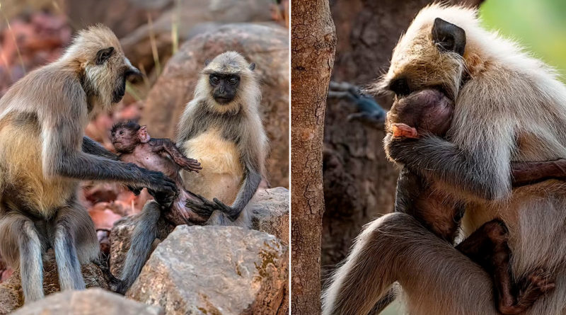 Foto cortesía/ Padres monos langures grises con su recién nacido.