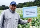 producción, semilla, estelí, nicaragua