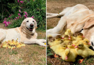 Imagen cortesía/ Fred junto a sus nuevos hijos patitos.