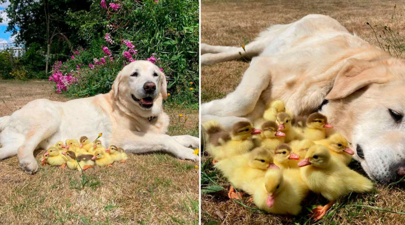 Imagen cortesía/ Fred junto a sus nuevos hijos patitos.