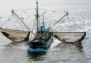 Embarcación de pesca