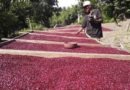produccion frijol rojo, sistema de produccion, produccion nicaragua, exportacion frijol rojo,