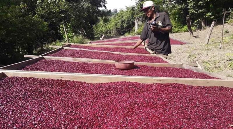 produccion frijol rojo, sistema de produccion, produccion nicaragua, exportacion frijol rojo,