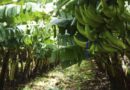 Finca San Felipe en el municipio de Nandaime