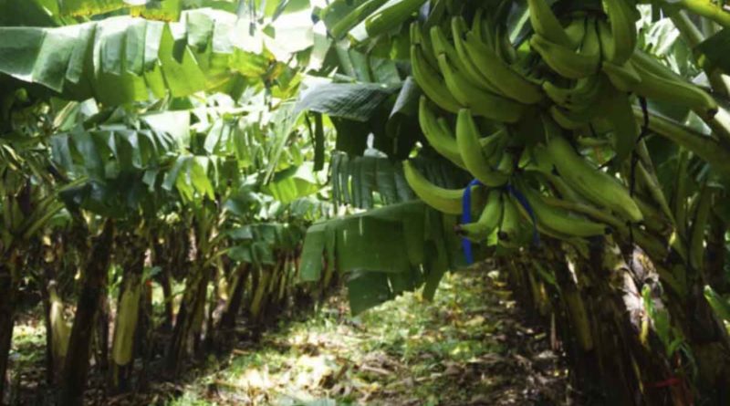 Finca San Felipe en el municipio de Nandaime