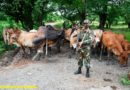 Ejército de Nicaragua recupera semovientes en Chinandega