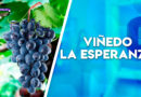 emprendimientos, vino, nicaragua
