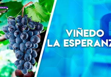 emprendimientos, vino, nicaragua