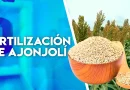 cultivos, ajonjolí, INTA, nicaragua, producción