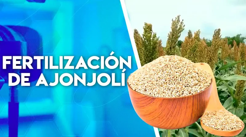 cultivos, ajonjolí, INTA, nicaragua, producción