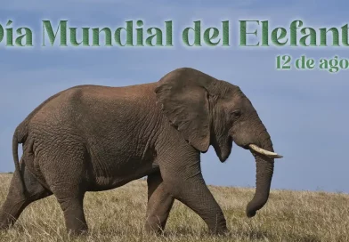 elefantes, caza, marfil, colmillos, trompa, manada, orejas