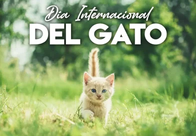 gato, felino, conciencia, fertilidad