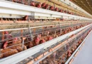 el granjero, managua, huevo, alimentos, nicaragua,