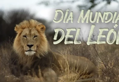 León, animal, felino, rey, conservación, especie, extinción, salvaje