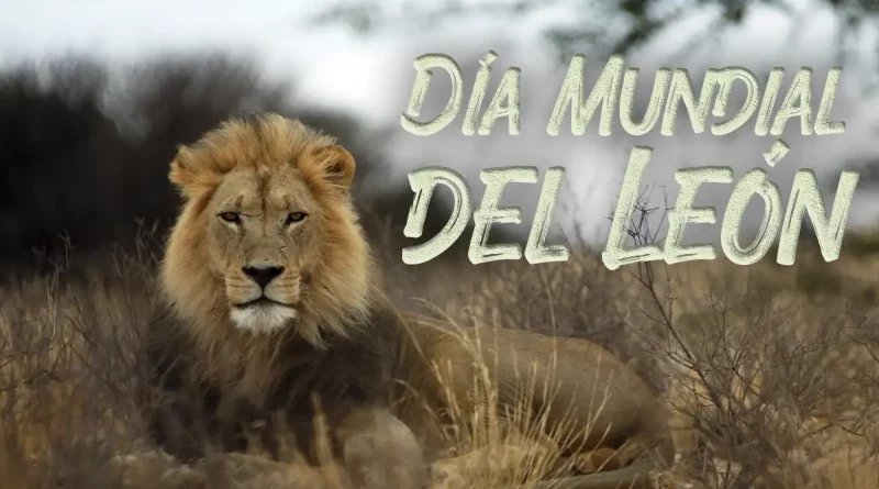 León, animal, felino, rey, conservación, especie, extinción, salvaje