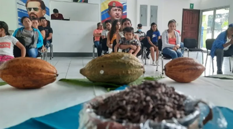 inta, cacao, gobierno de nicaragua, clones de cacao